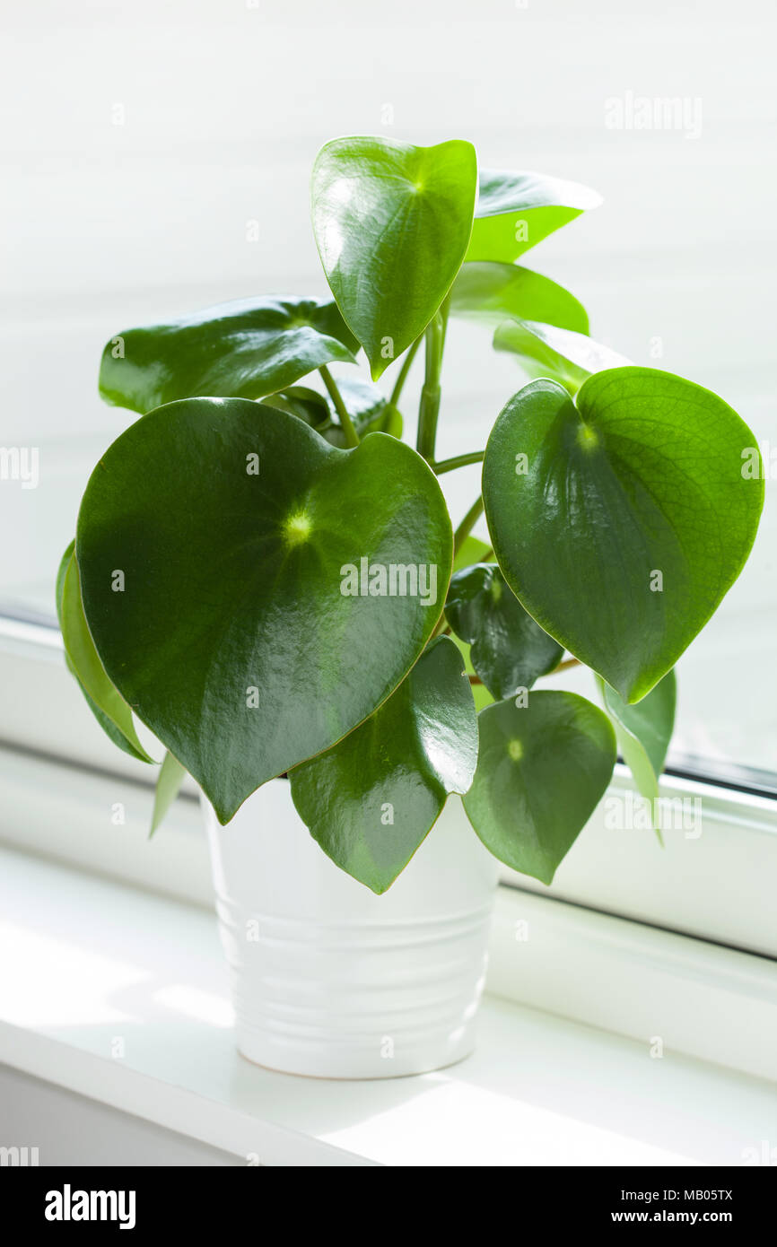 houseplant peperomia in white pot Stock Photo