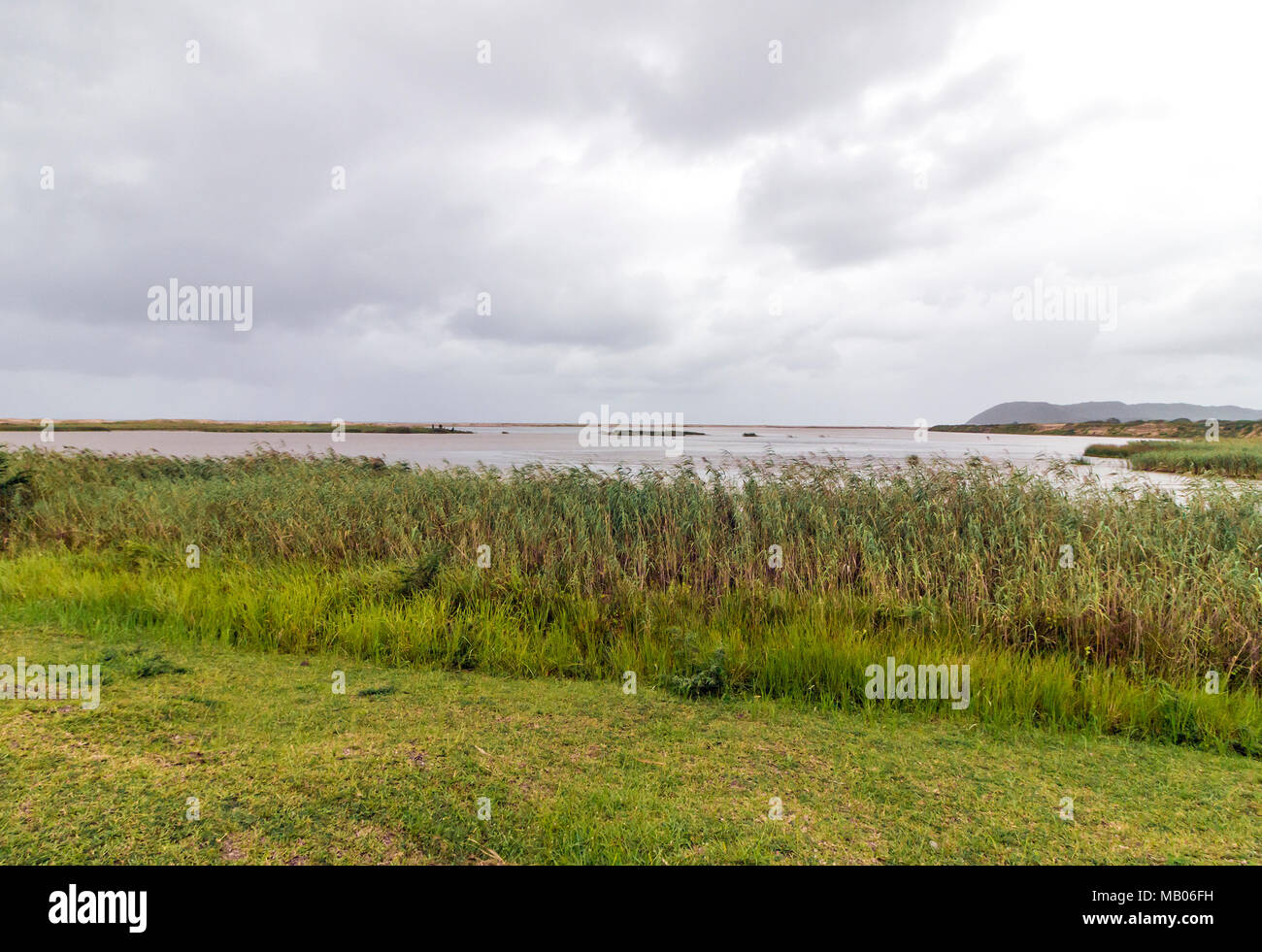 Landscape view through wetland vegetation of the Saint Lucia estuary against overcast sky in Zululand, South Africa Stock Photo