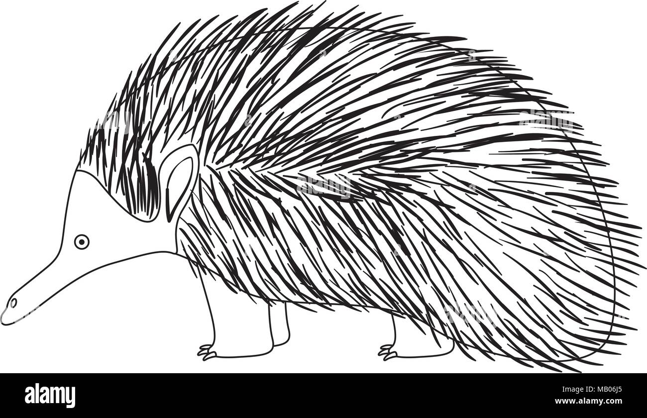 wild echidna australian creature Stock Vector Image & Art - Alamy