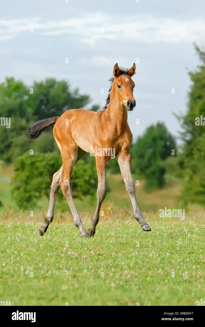 A cute young bay colored Trakehner colt foal, a light warmblood breed of horse, 6 weeks old, goes at a trot in a green grass field, Germany Stock Photo