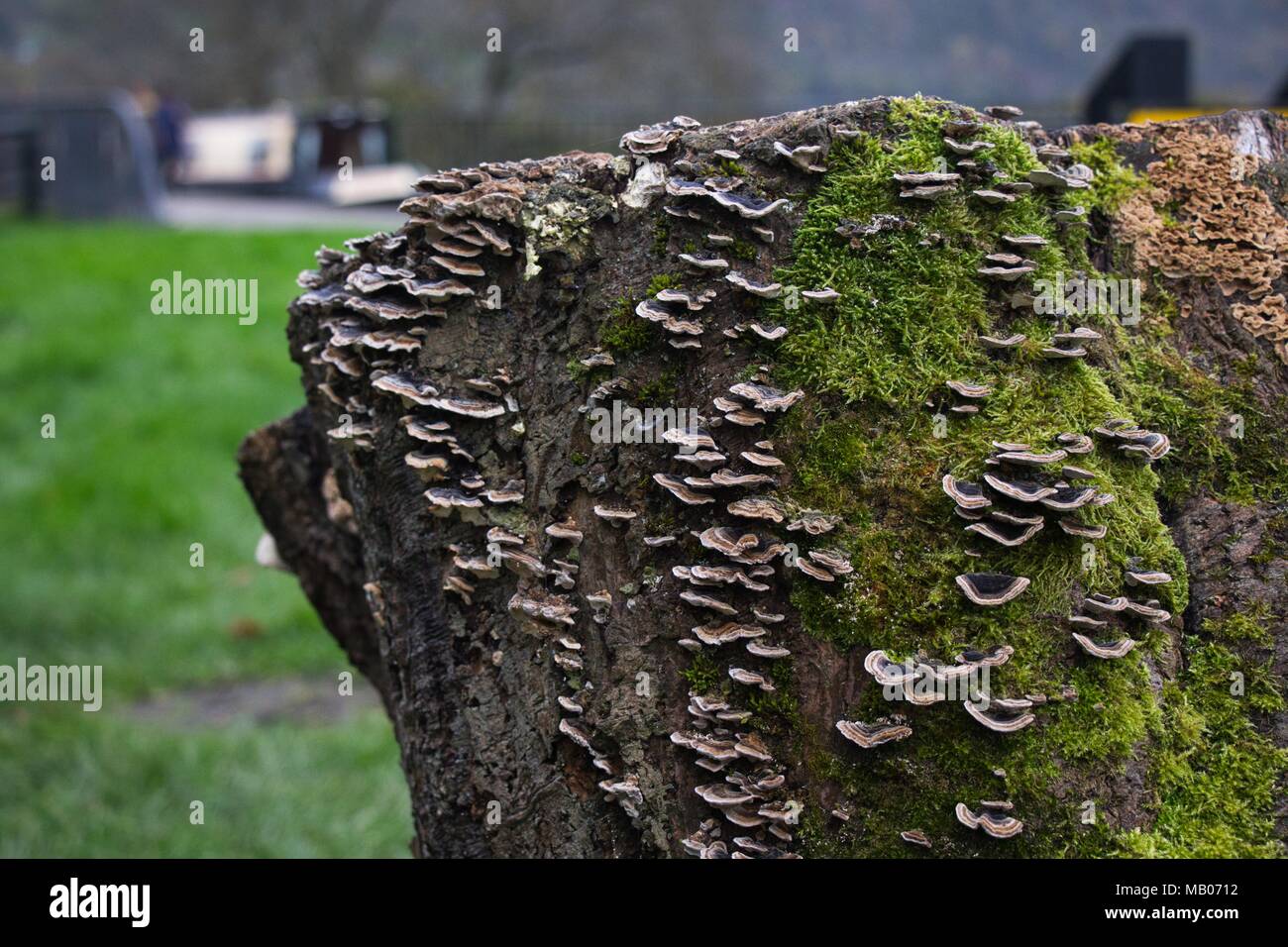 Dead tree stump with lichen, moss and  bracket fungus Stock Photo