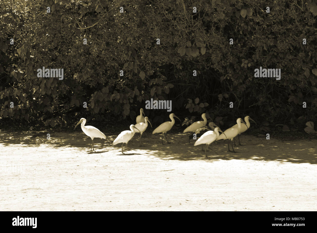 A gathering of Egrets in Sanibel Stock Photo
