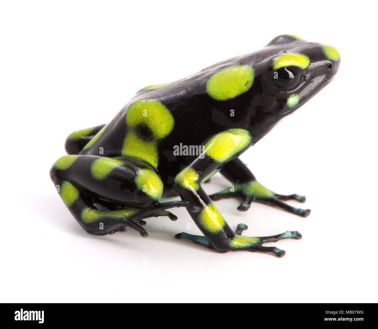 Dendrobates auratus, a poison dart frog from the rain forest of Colombia isolated on a white background. Stock Photo