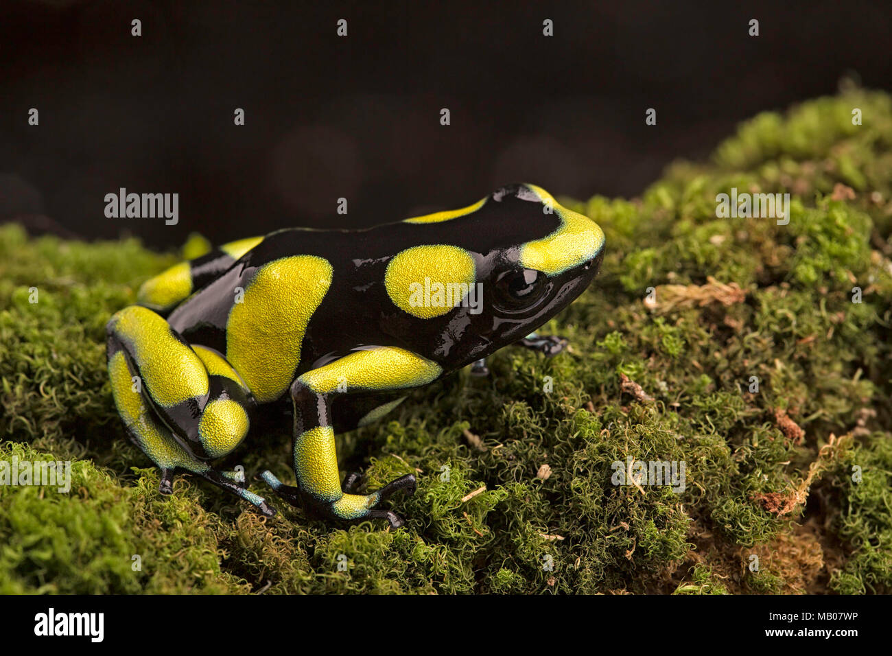 Tropical poison dart frog from the Amazon rain forest in Colombia
