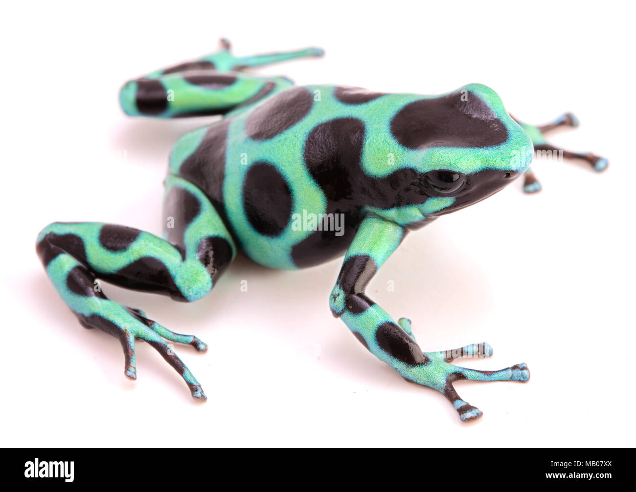 poison dart or arrow frog, Dendrobates auratus from the tropicla rain forest of Costa Rica and Panama isolated on a white background. Stock Photo