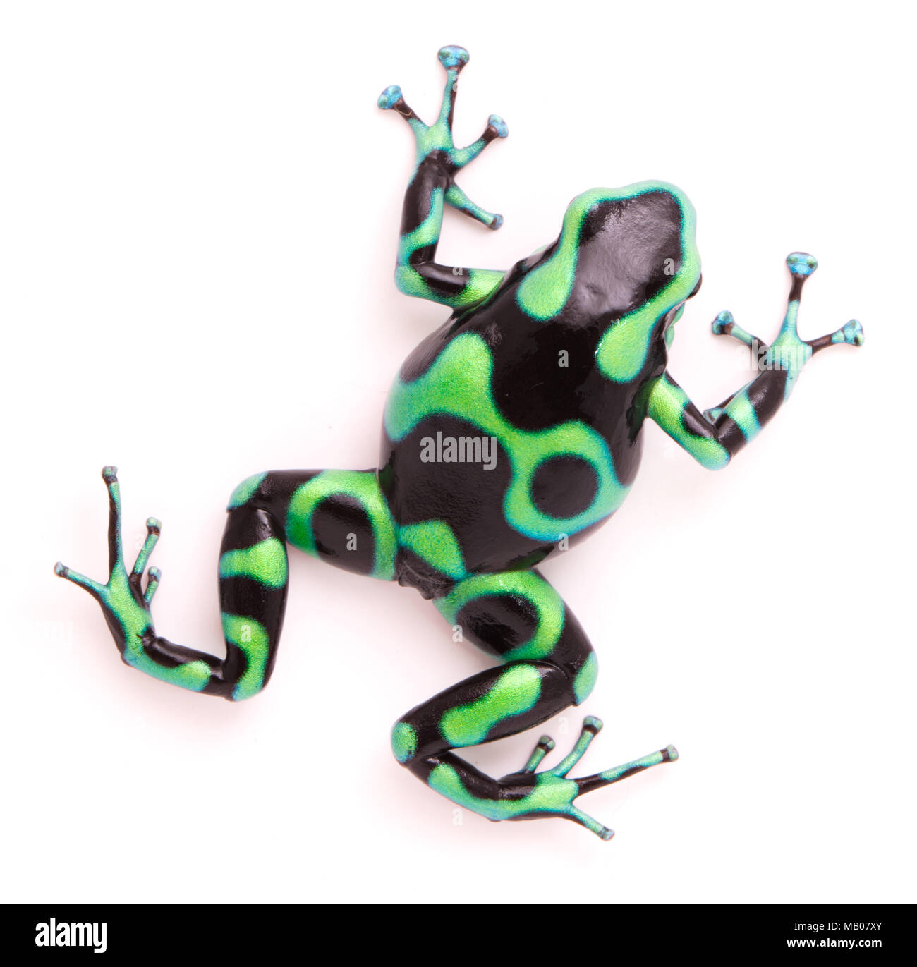 poison dart, Dendrobates auratus. A toxic tropical animal from the rain forest of Panama. and Costa Rica Isolated on a white background. Stock Photo