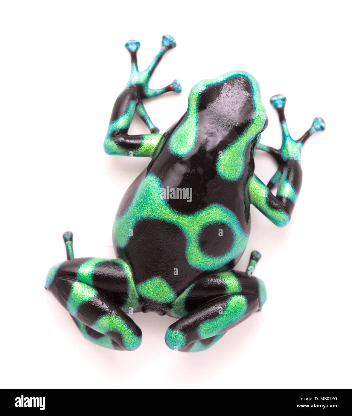 poison dart, Dendrobates auratus. A toxic tropical animal from the rain forest of Costa Rica. Isolated on a white background. Stock Photo