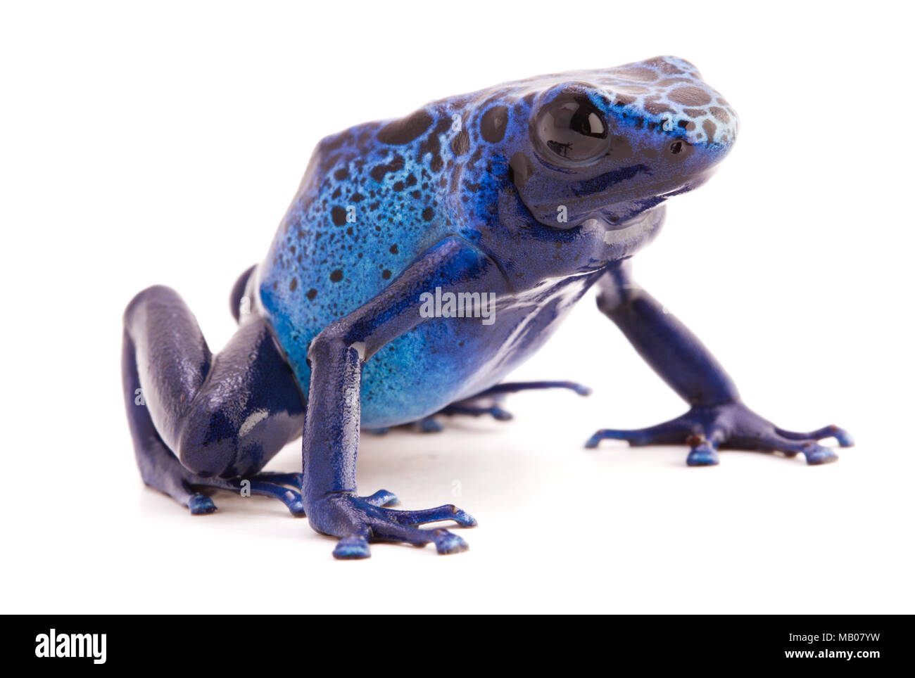 Dendrobates azureus, a vibrant blue poison dart frog from the tropical Amazon rain forest in Suriname. Isolated on white background. Stock Photo