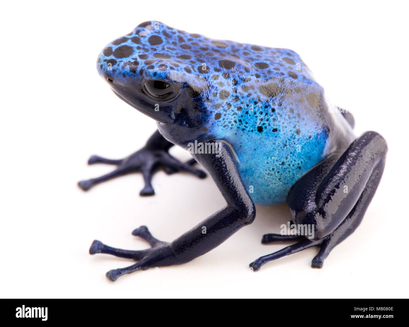 Dendrobates azureus isolated on white. A blue poisonous poison dart frog from the Amazon rain forest in Suriname. Stock Photo