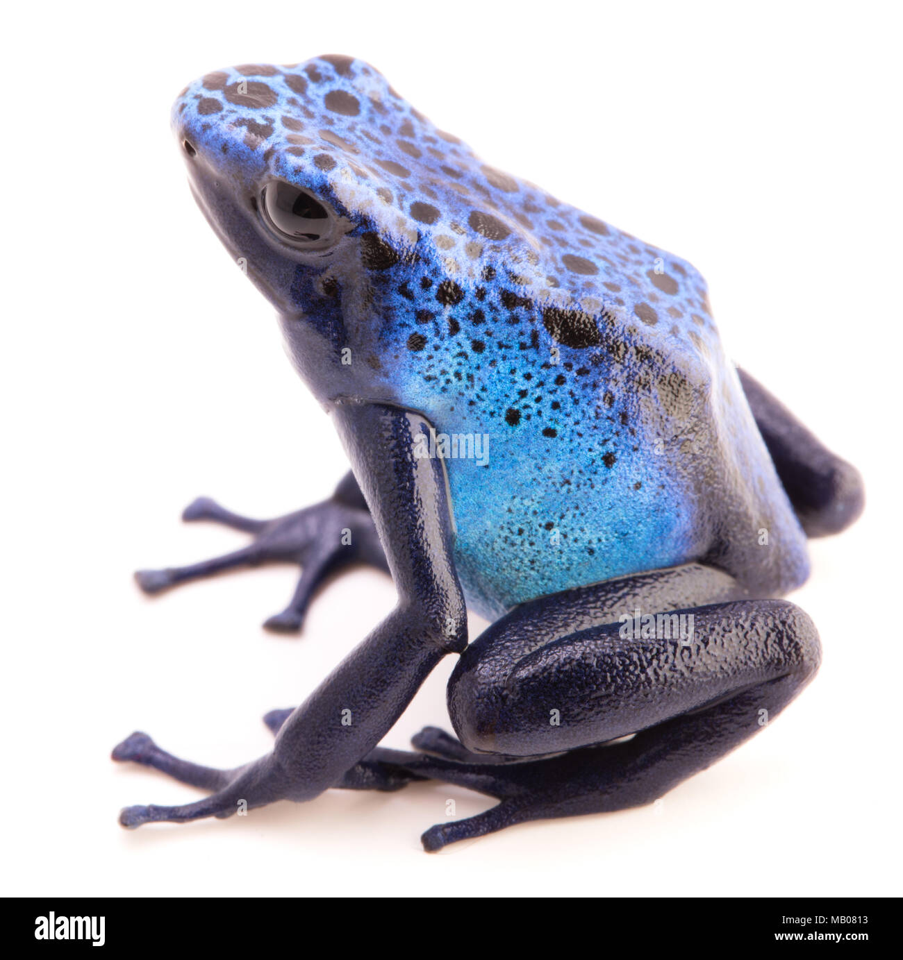 Dendrobates azureus, poison dart or arrow frog from the tropical Amazon rain forest in Suriname. A vivid blue animal isolated on a white background. Stock Photo