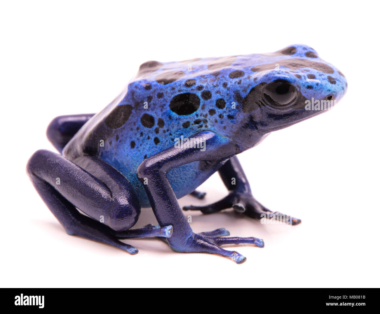 blue poison dart frog, Dendrobates azureus. A small poiosnous animal endangered by extinction and in need fro nature conservation. Isolated on white. Stock Photo