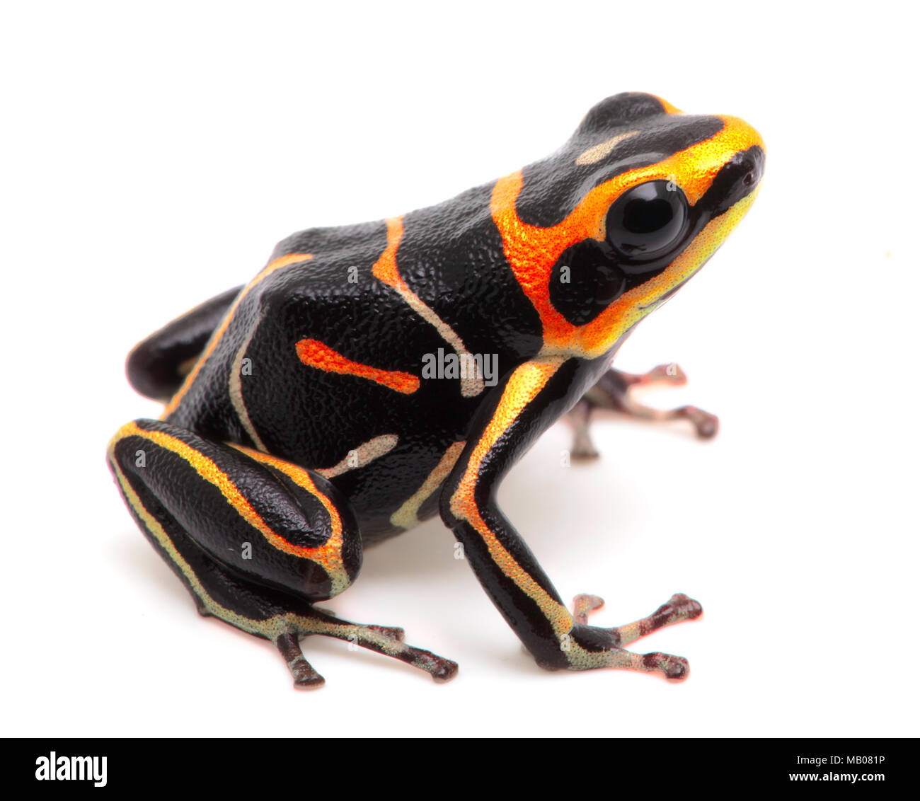 striped  poison dart or arrow frog, Ranitomeya fantastica. A beautiful small poisonous animal from the Amazon rain forest in Peru. Isolated on white b Stock Photo