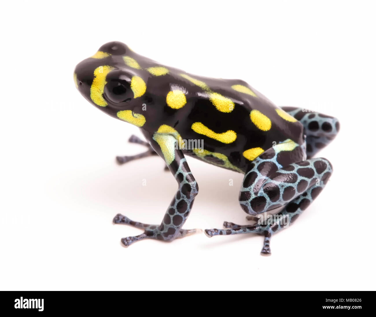 Yellow dotted poison dart or arrow frog, Ranitomeya vanzolinii. A small poisonous rain forest animal fwith warning colors. Isolated on white backgroun Stock Photo