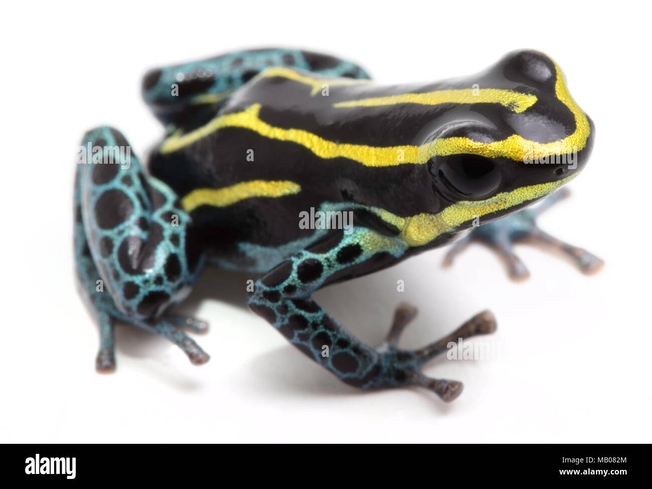 yellow striped poison dart frog, Ranitomeya ventrimaculata. Macro of a small poisonous animal, from the Amazon rain forest. Isolated on white. Stock Photo