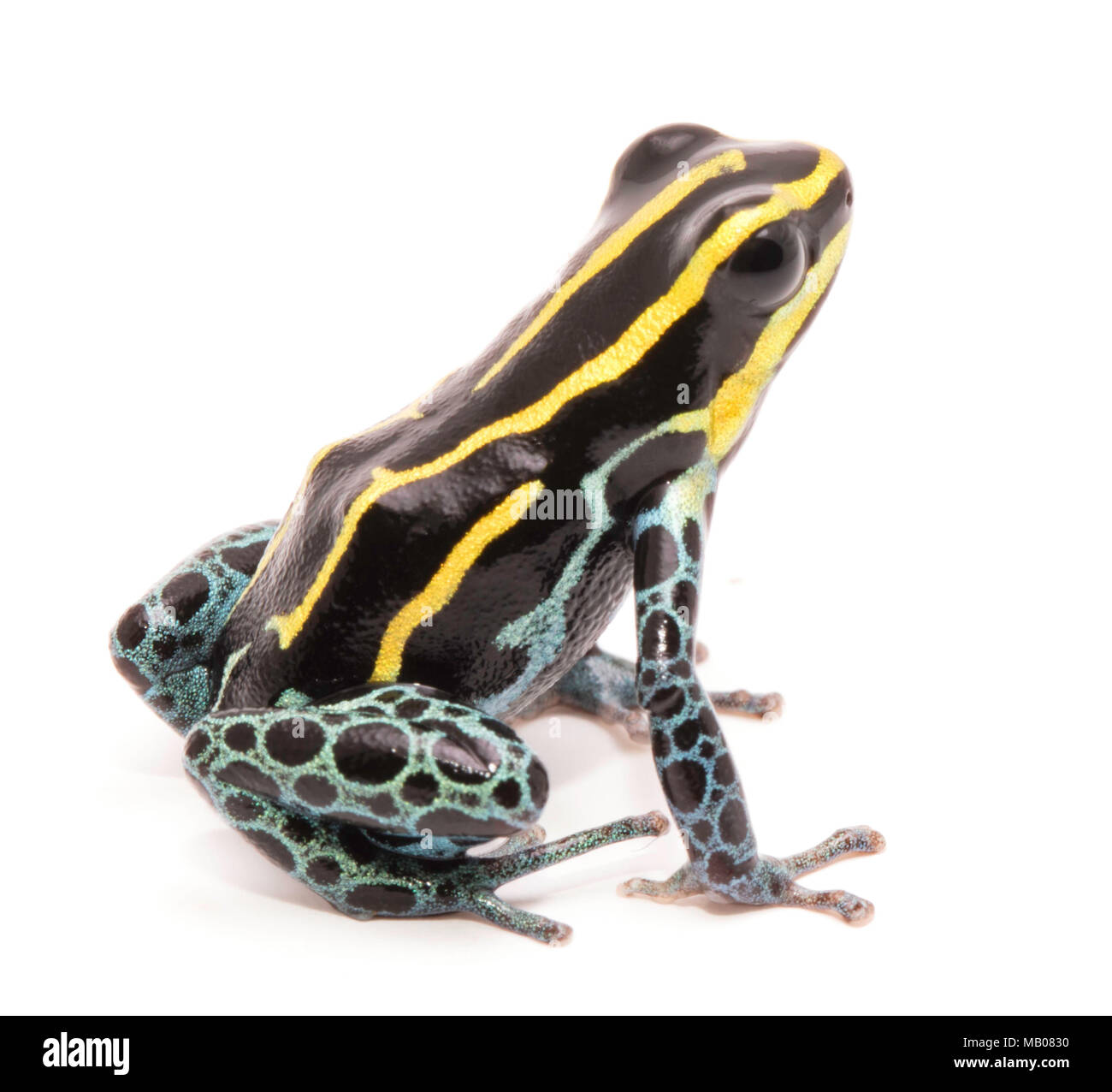 yellow striped poison dart frog, Ranitomeya ventrimaculata. Macro of a small poisonous animal, from the Amazon rain forest. Isolated on white. Stock Photo