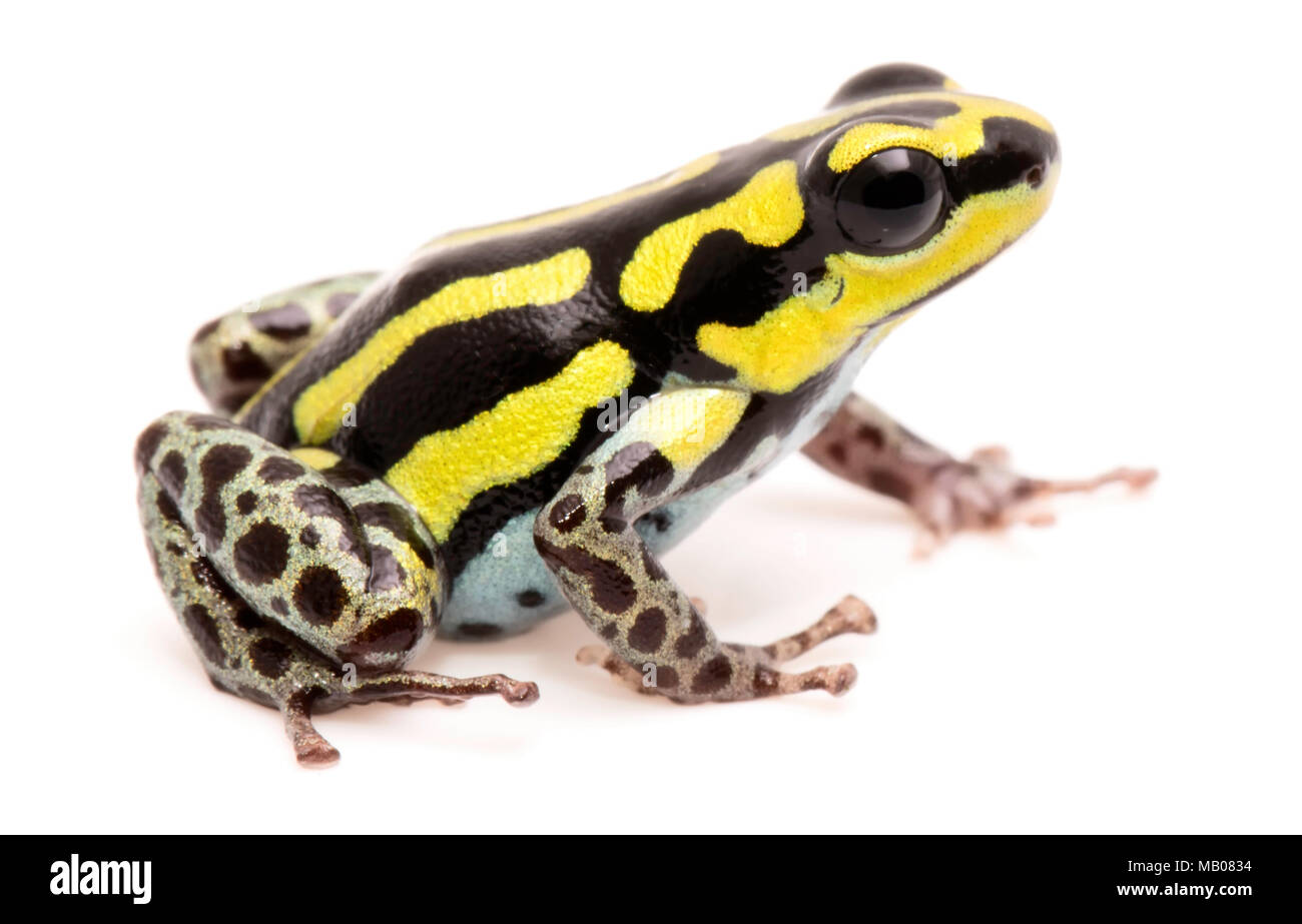 Poison dart or arrow frog, Ranitomeya flavovittata. A yellow striped  poisonous animal from the tropical Amazon rain forest in Peru. Isolated on  white Stock Photo - Alamy