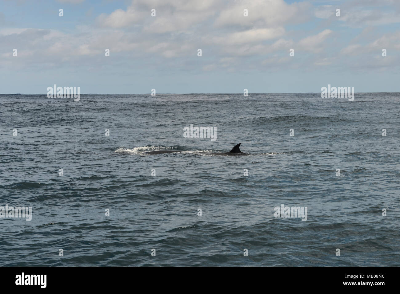 Balaenoptera edeni hires stock photography and images Alamy