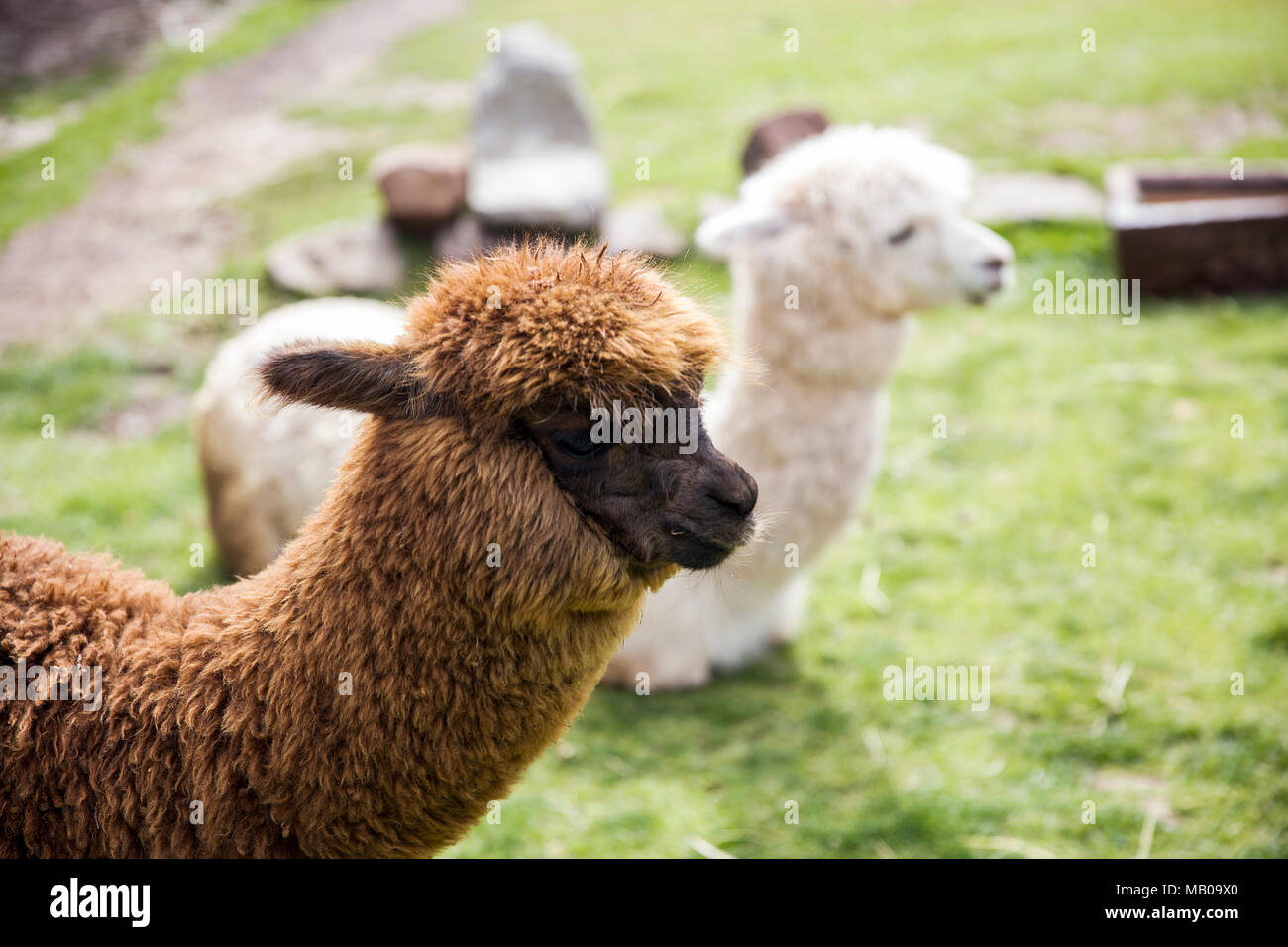 Little Baby Llama Alpaca High Resolution Stock Photography And Images Alamy
