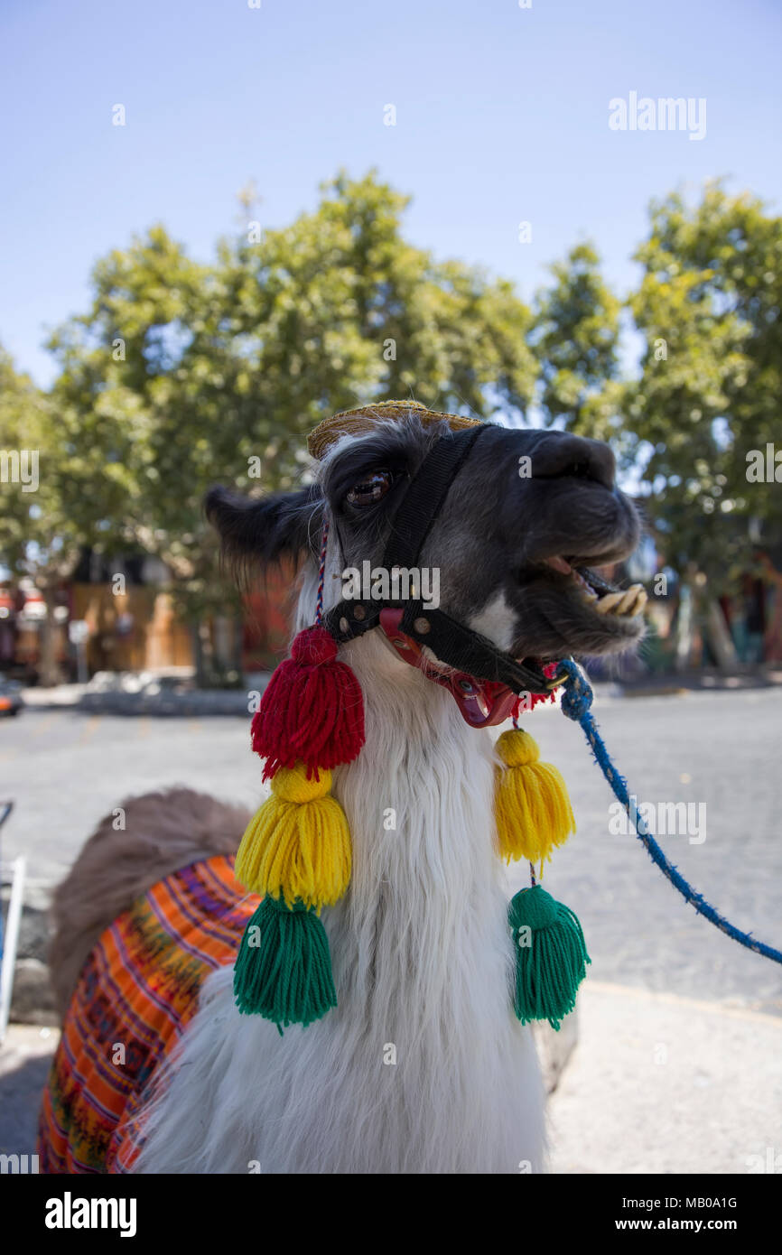 Llama decorated hires stock photography and images Alamy