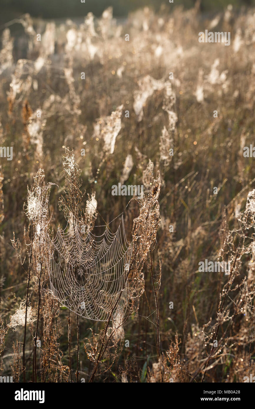 Spinnennetze, Spinnennetz im Herbst, herbstlichen Morgentau, Tautropfen, Altweibersommer. cobweb, cobwebs, spider's web, spiderweb, spider's webs, spi Stock Photo