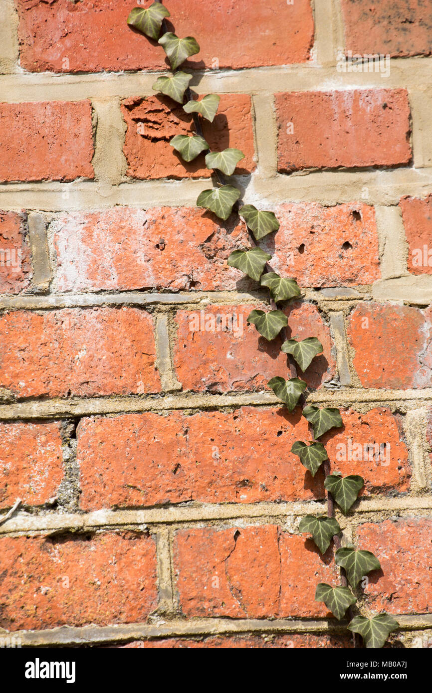 Red climbing ivy hi-res stock photography and images - Alamy