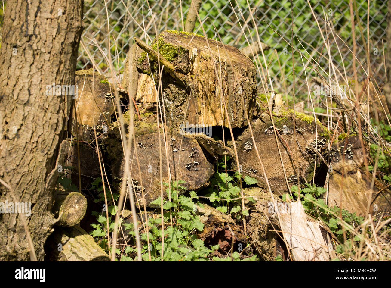 Heaps of moss covered logs in riverside woodland left to rot provide good habitat for a range of species. Dorset UK Stock Photo