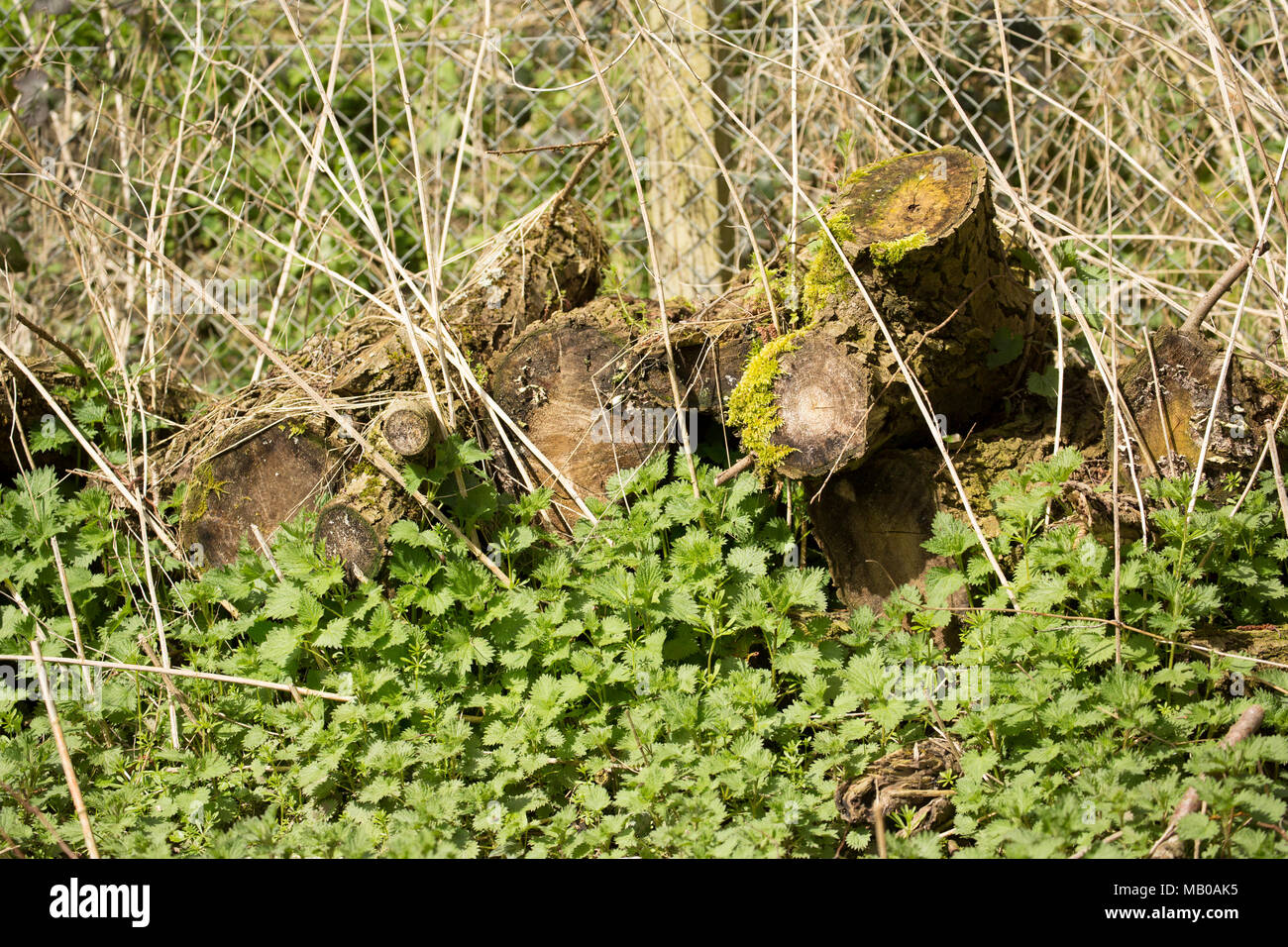 Heaps of moss covered logs in riverside woodland left to rot provide good habitat for a range of species. Dorset UK Stock Photo