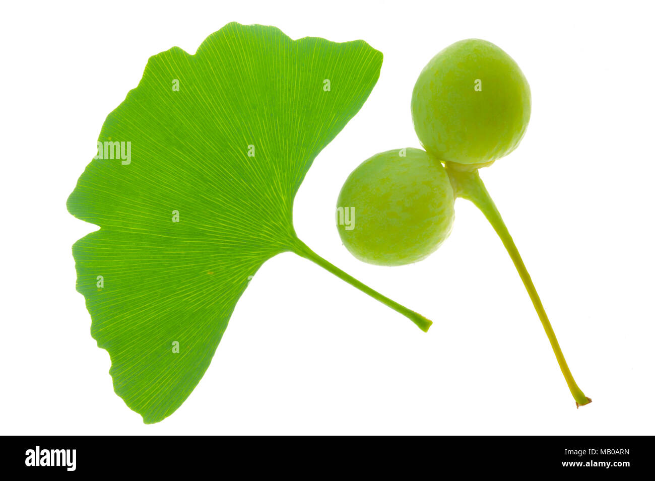 single twig with leaves of Ginkgo tree with fruits isolated over white background Stock Photo