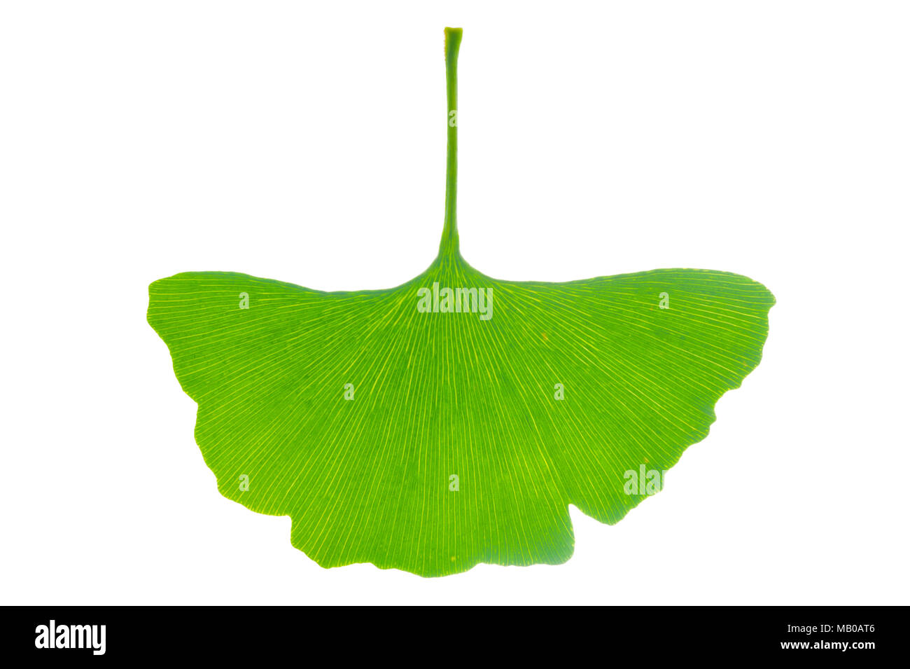 single leaf of Ginkgo tree isolated over white background Stock Photo