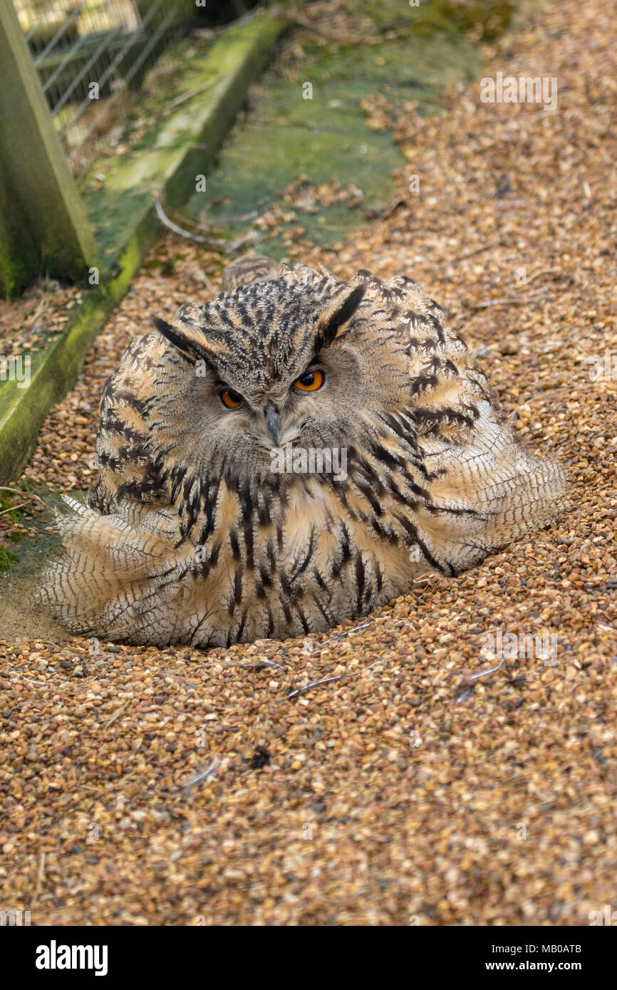 Rescued female Eurasian eagle-owl, Bubo bubo, on eggs at a sanctuary in cambridgeshire, england, europe Stock Photo