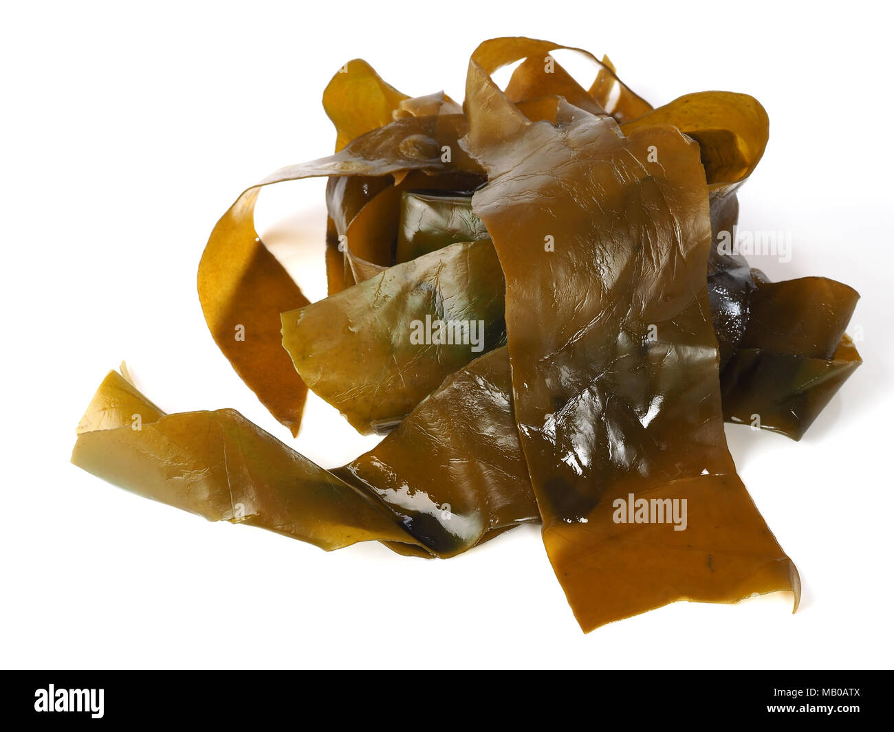Kombu Kelp - Alga Kombu  Kombu kelp is a large brown algae seaweed. Binomial name: Laminaria Ochroleuca. It is an edible seaweed used extensively in J Stock Photo
