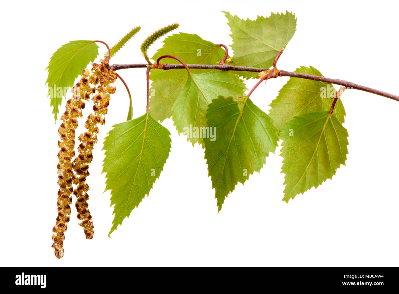 single twig with leaves of birch tree and blooming pollen isolated over white background Stock Photo