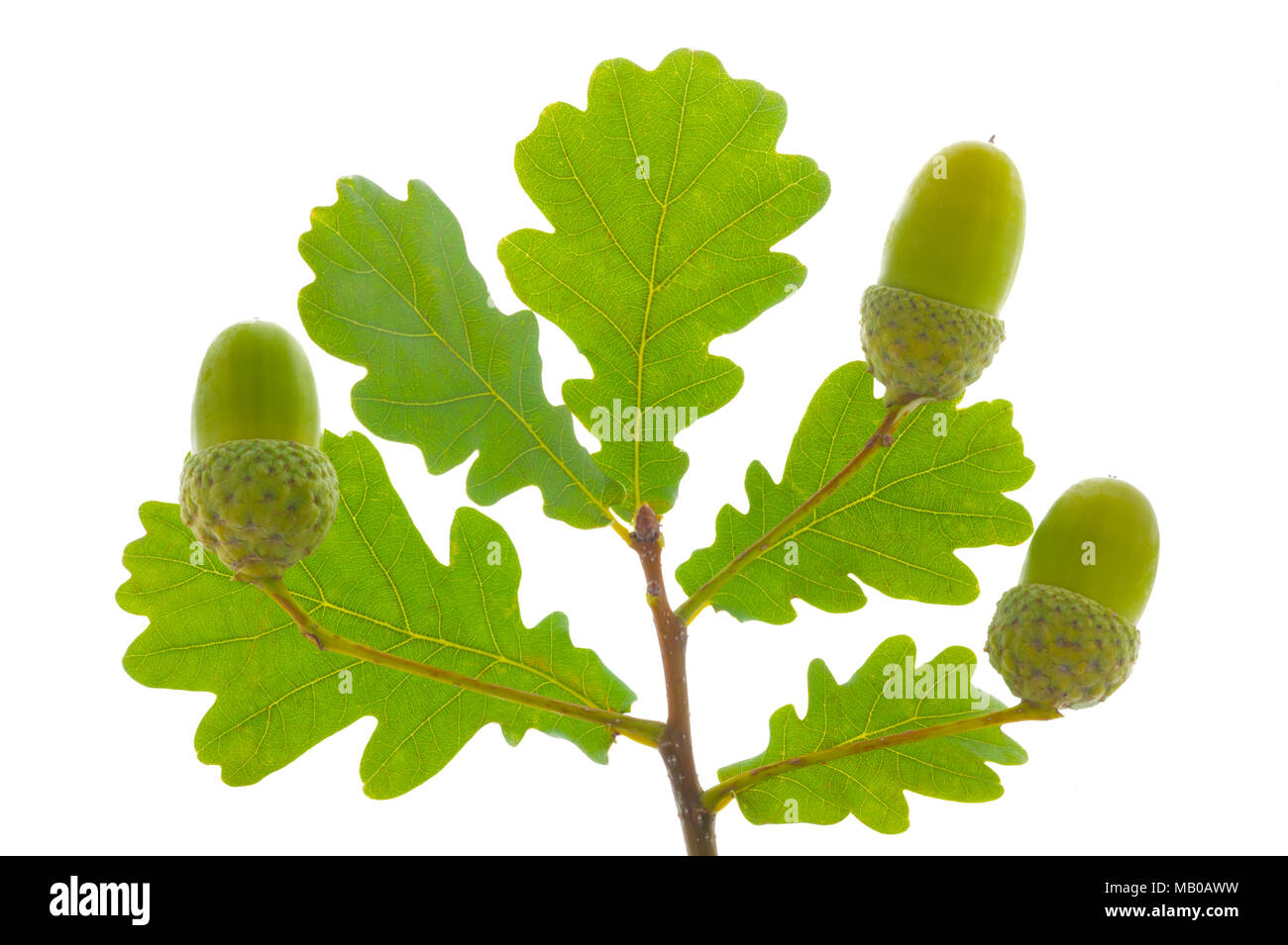 single twig with leaves of oak tree and nuts isolated over white background Stock Photo