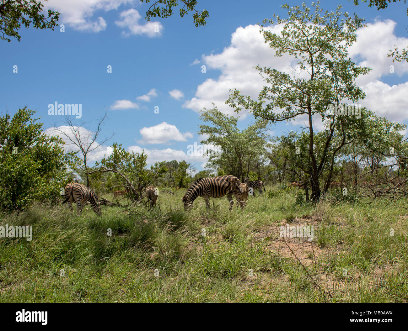 Wildlife at Kruger National Park's safari. Stock Photo