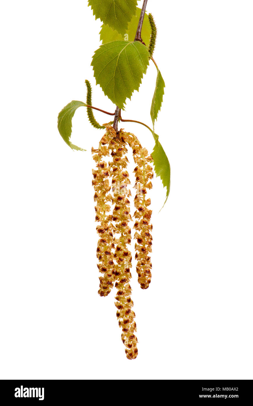 single twig with leaves of birch tree and blooming pollen isolated over white background Stock Photo