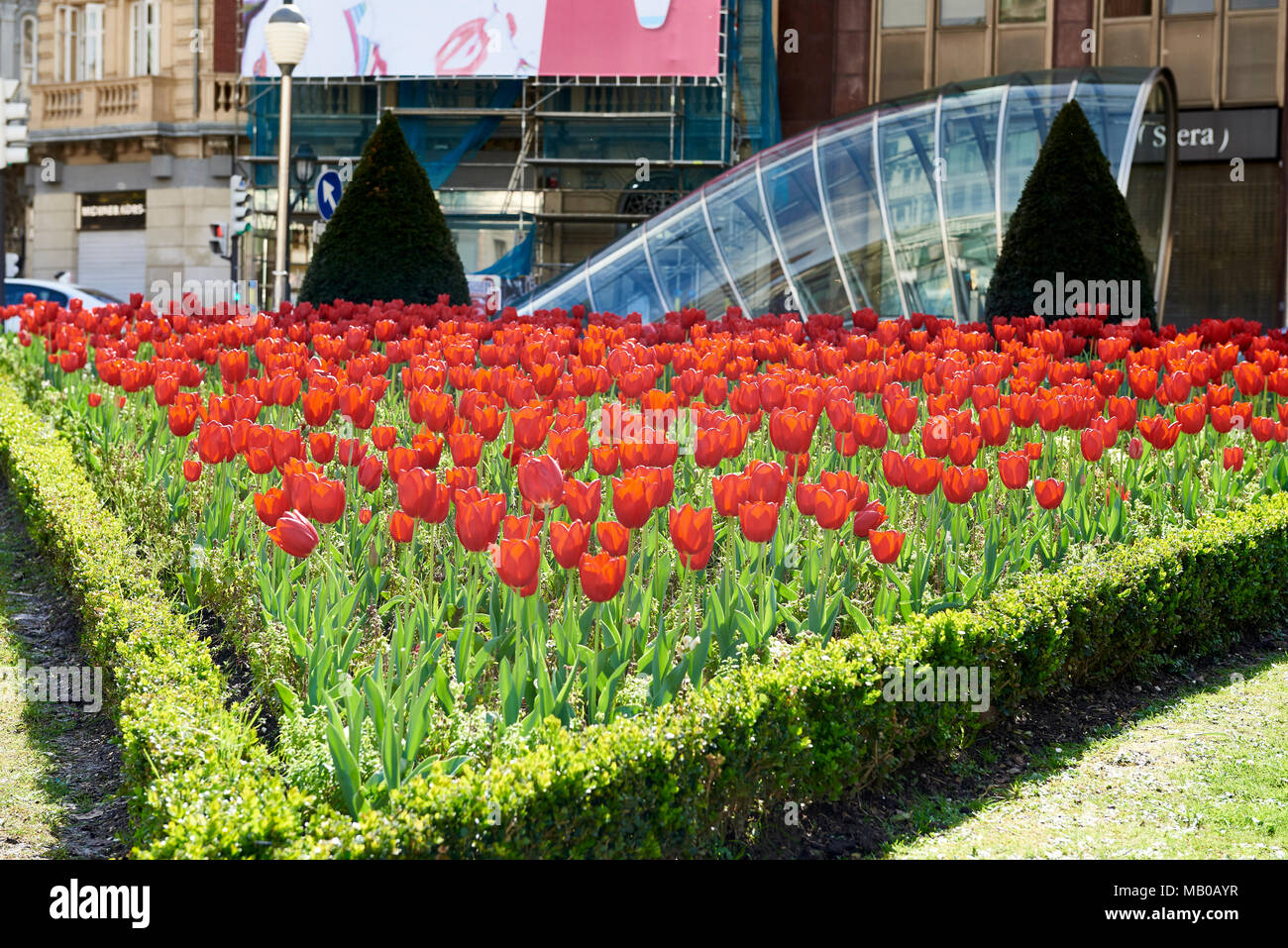 Red Tulips, Bilbao, Biscay, Basque Country, Euskadi, Euskal Herria, Bizkaia, Vizcaya, Spain, Europe Stock Photo