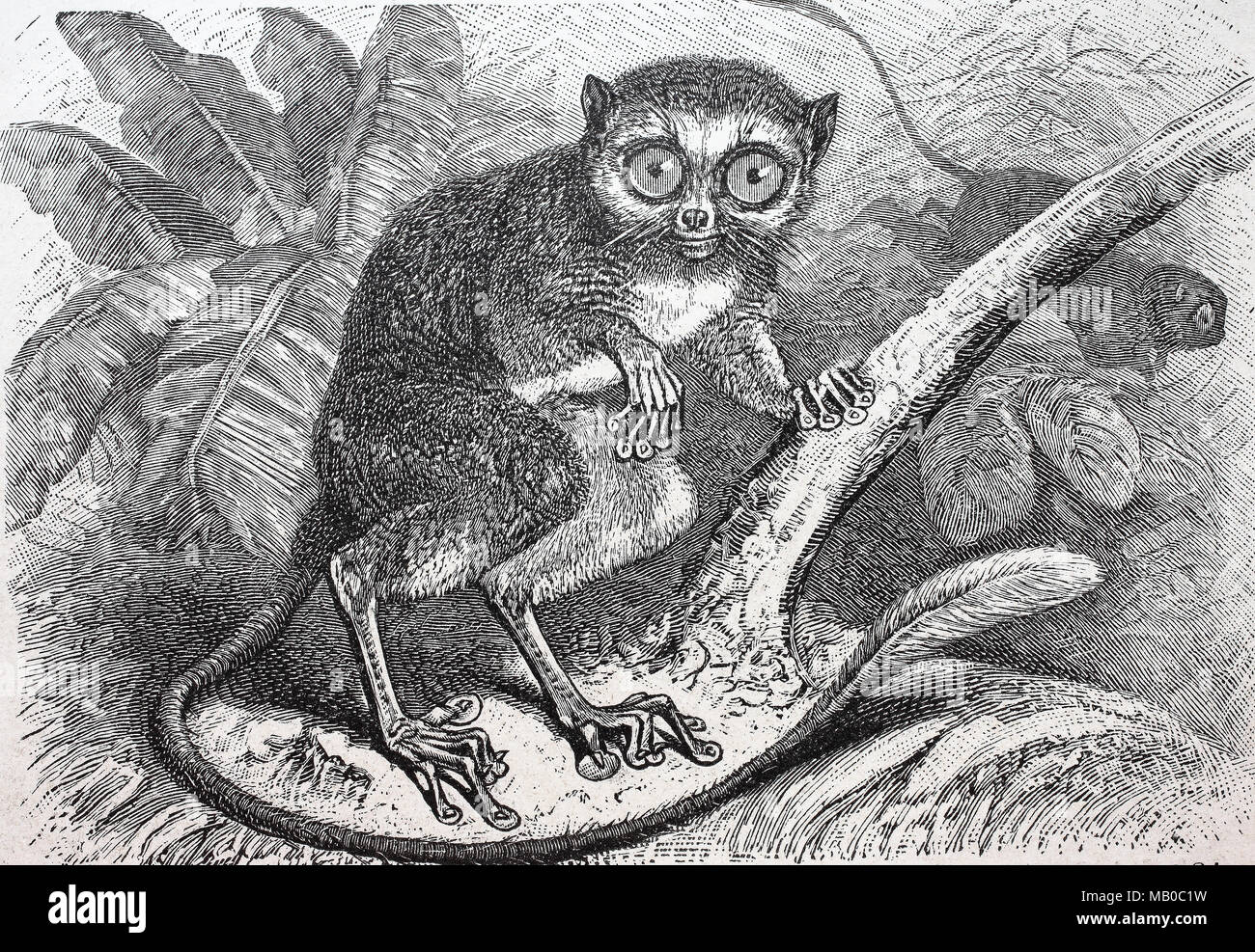 Koboldmaki, Tarsius specturm, Halbaffe, spectral tarsier, also called Tarsius tarsier, digital improved reproduction of an original print from the year 1895 Stock Photo