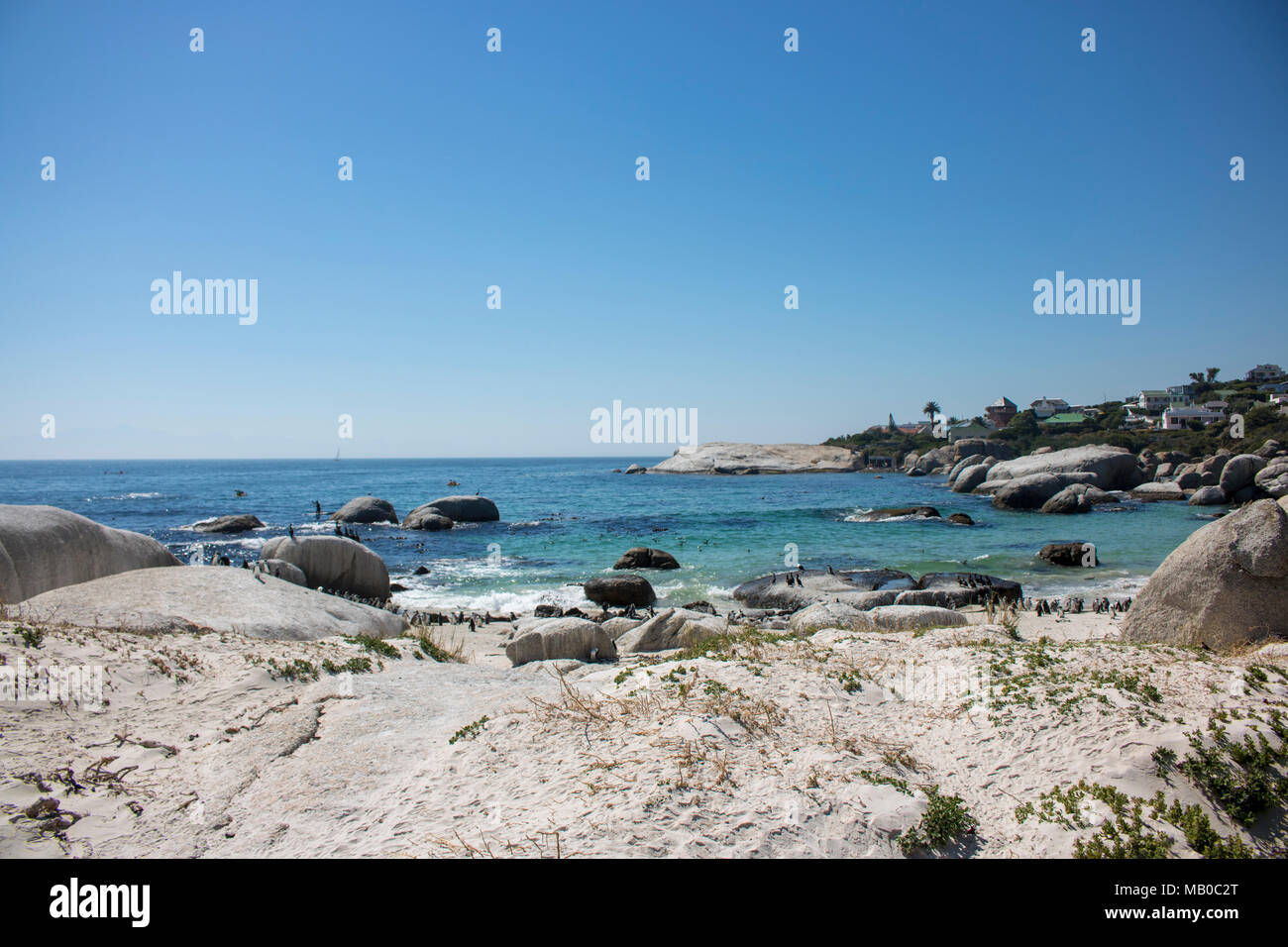 Penguins at the beach in a sunny day in South Africa Stock Photo