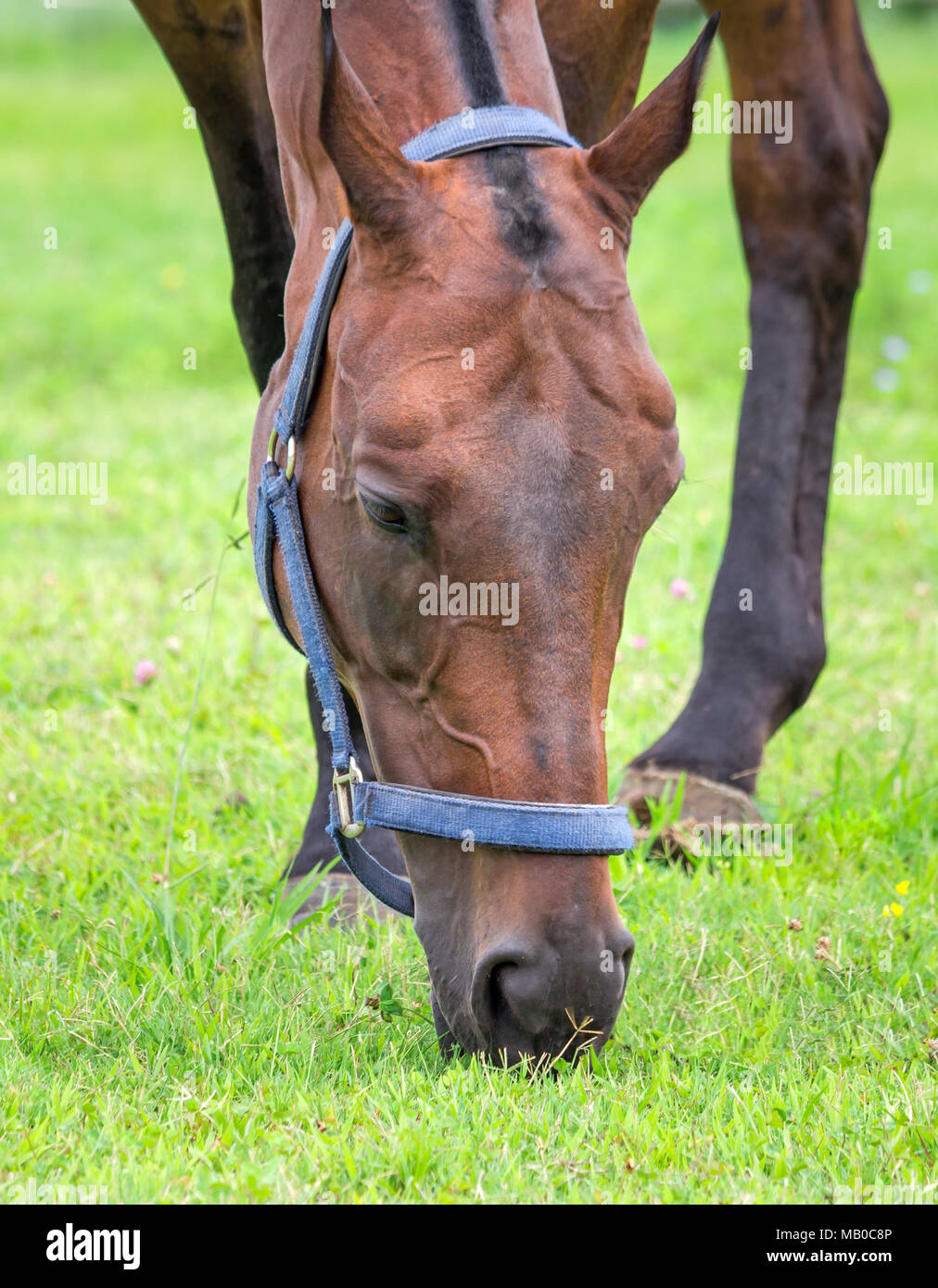Horse grazing and chewing on grass Stock Photo Alamy