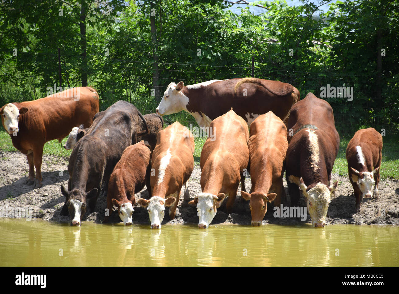 A herd of angus cattle drinking water on a sunny summer day. Stock Photo