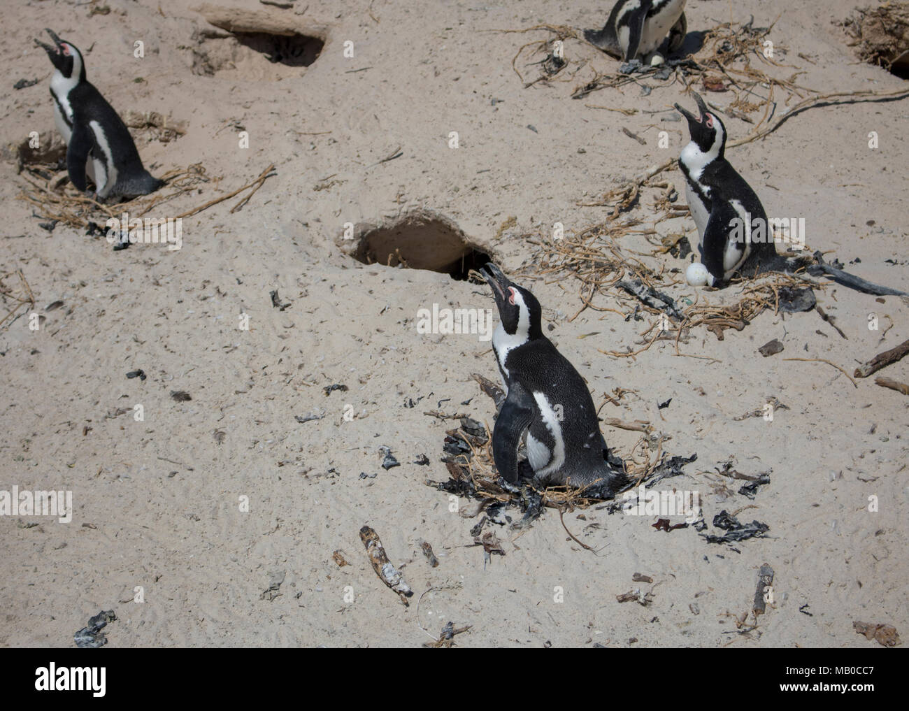 Penguins at the beach in a sunny day in South Africa Stock Photo