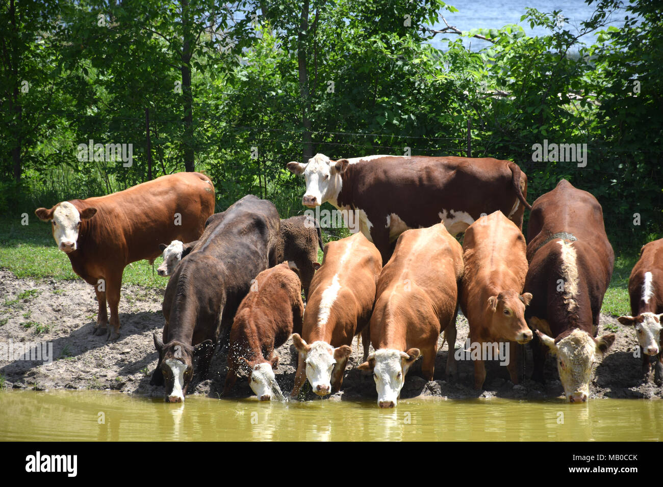 Cattle drinking water hires stock photography and images Alamy