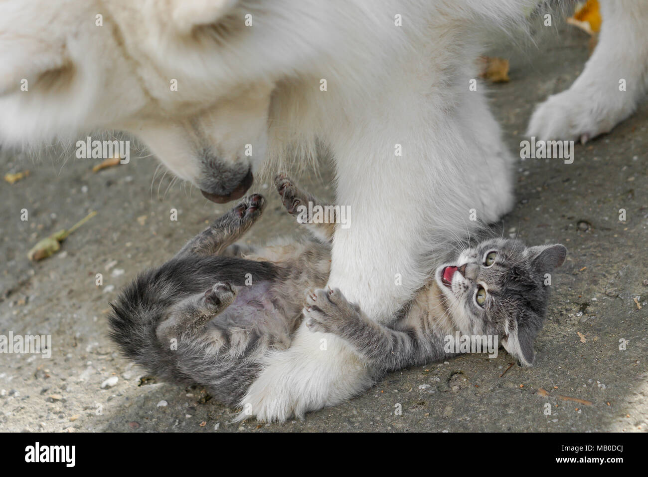 Cat Samoyed Dog Stock Photos Cat Samoyed Dog Stock Images Alamy
