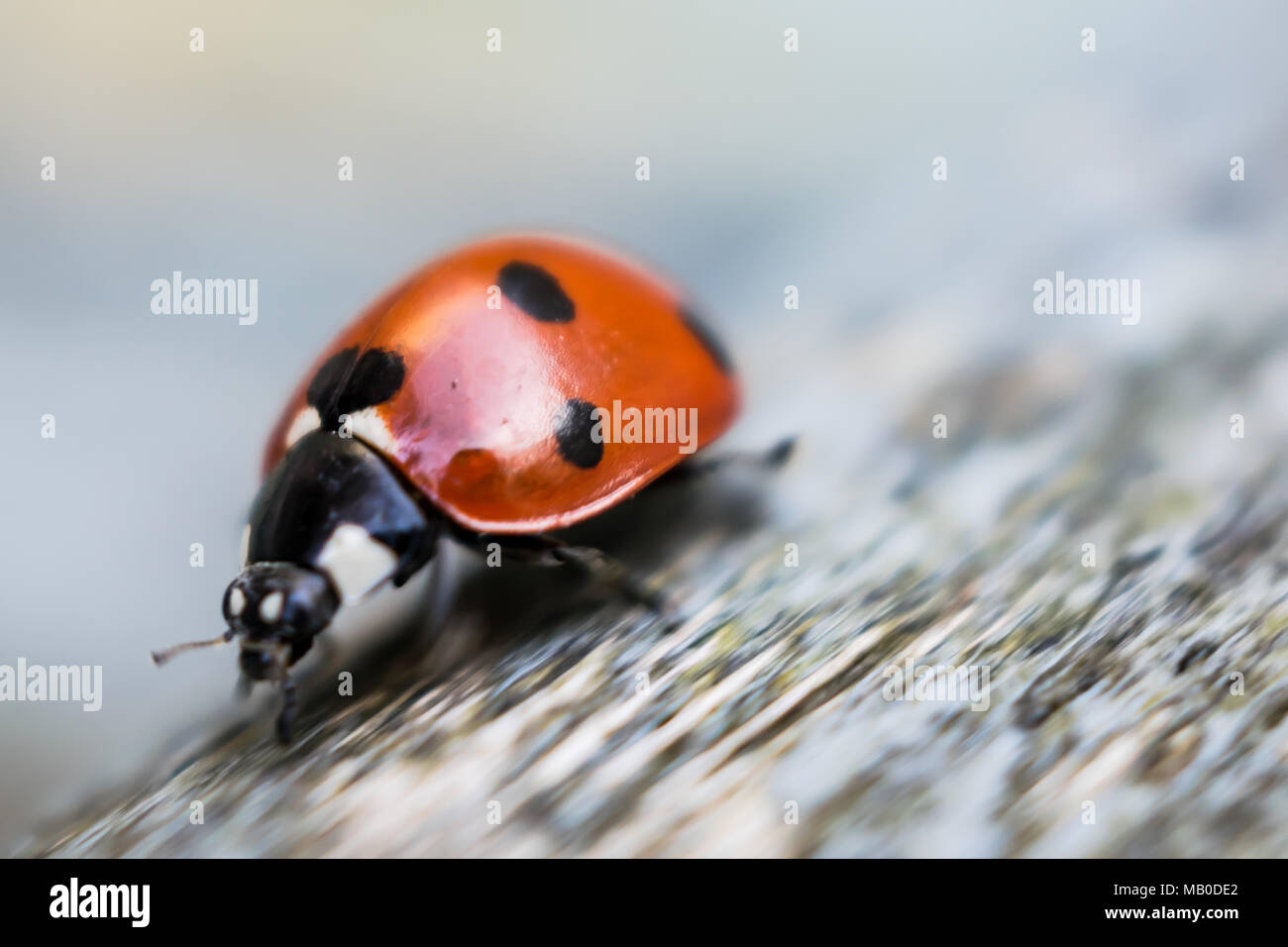 Ladybird spiders hi-res stock photography and images - Alamy