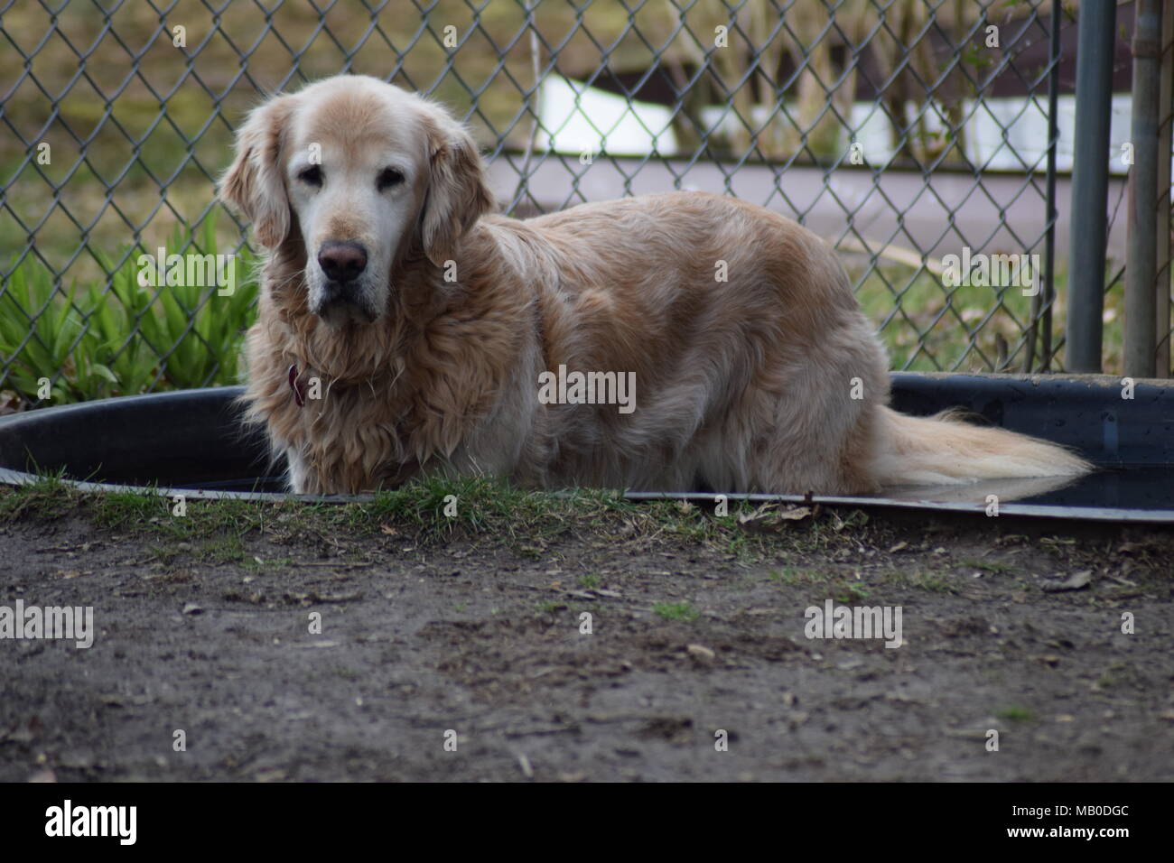 A picture of a dog in a tiny pond Stock Photo - Alamy