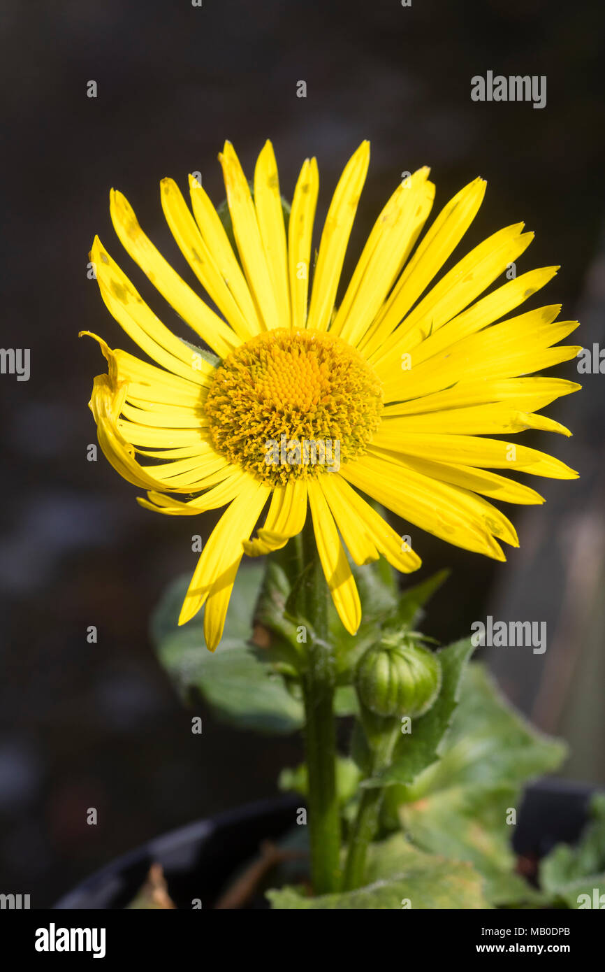 Bright yellow daisy flower of the shade tolerant, spring flowering perennial, Doronicum x excelsum 'Harpur Crewe' Stock Photo