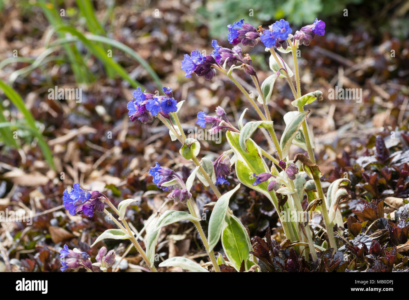 Cream and green variegated emerging foliage contrasts with the blue flowers of the hardy lungwort, 'Pulmonaria Open Skies' Stock Photo