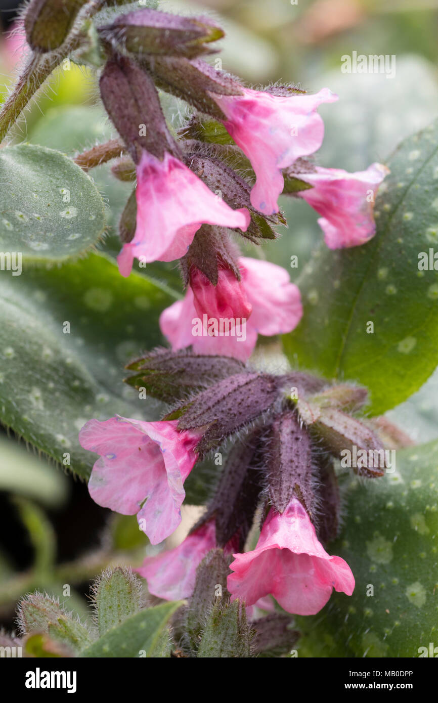 Red flowers of the spooted leaved perennial  lungwort, Pulmonaria saccharata 'Dora Bielefeld' Stock Photo