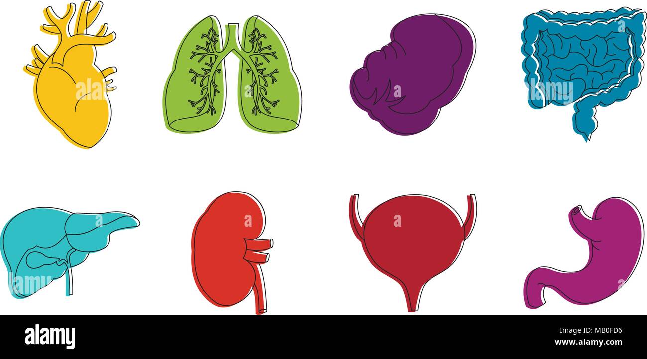 Internal organs icon set, color outline style Stock Vector Image & Art ...