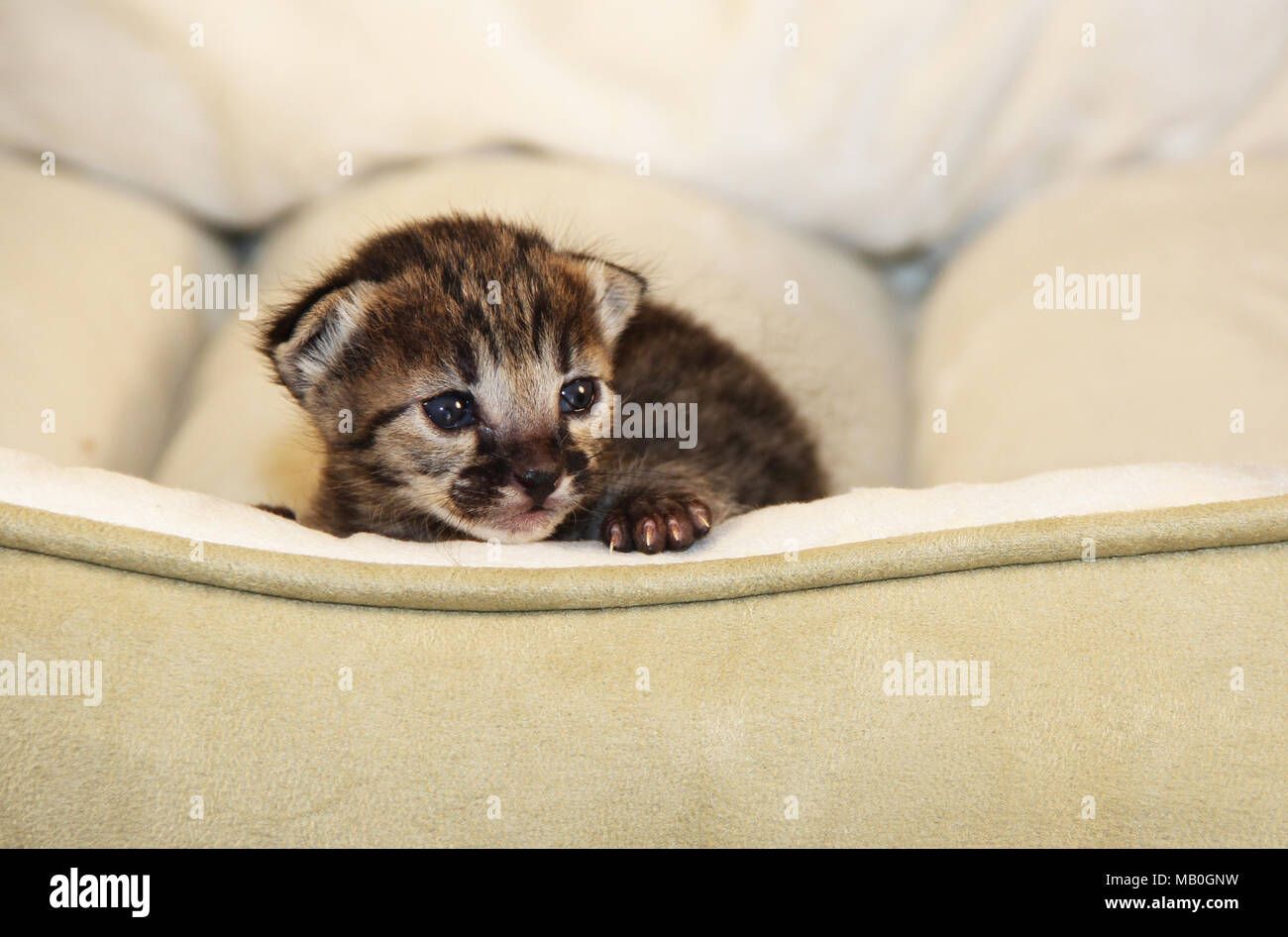 Newborn Serval Savannah Kitten Stock Photo